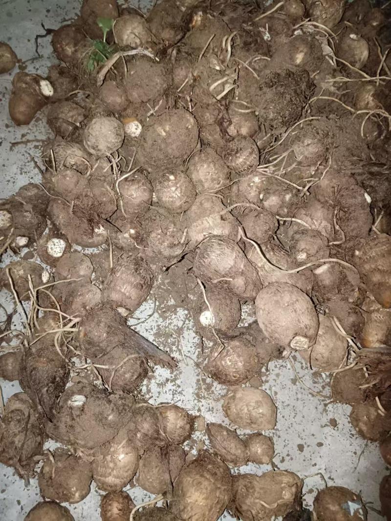 新鲜出炉的大芋头