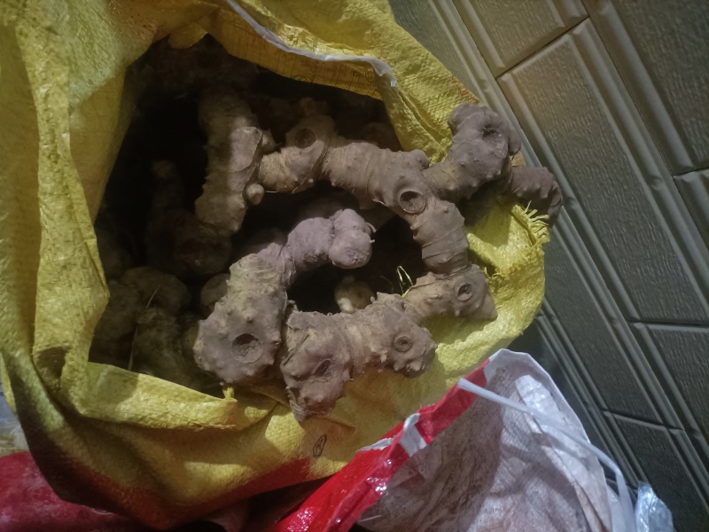 野生多花黄精