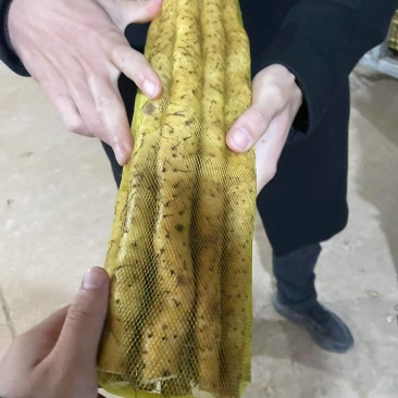 原产地种植小白嘴白山药铁棍山药现挖新鲜蔬菜铁杆山药批发