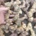 野生多花黄精