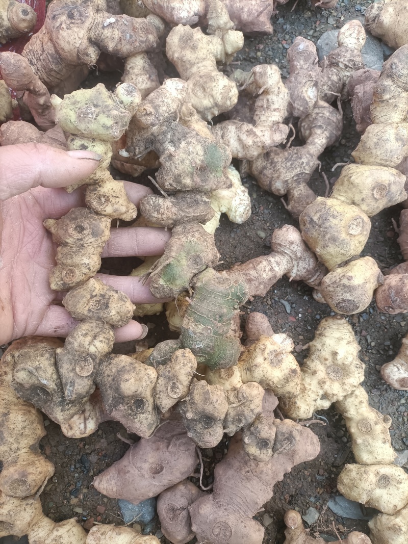 野生多花黄精