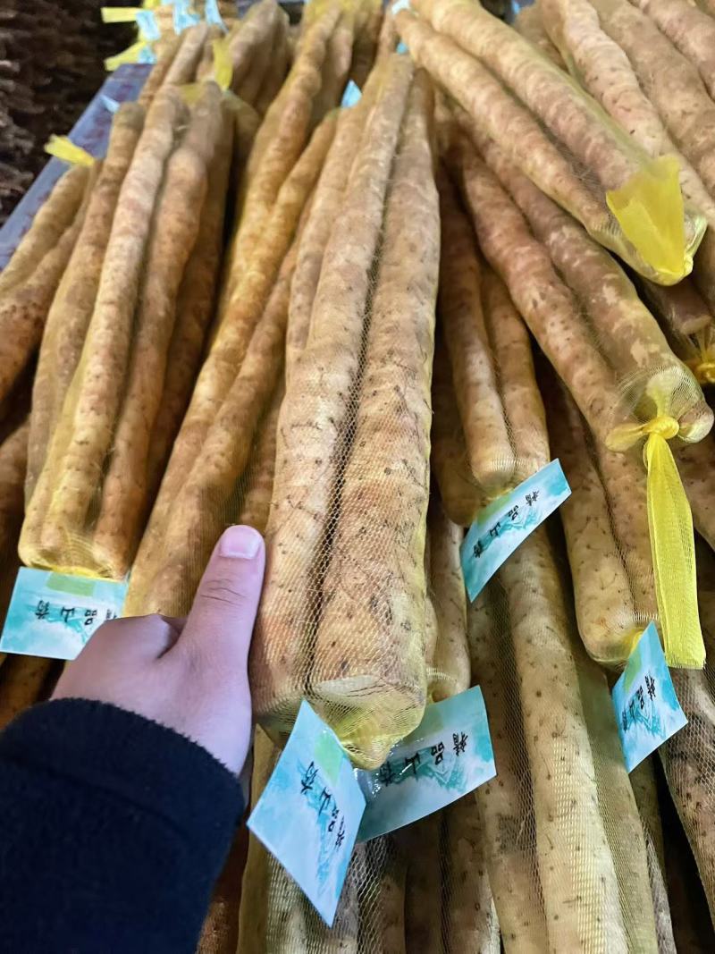 原产地种植小白嘴白山药铁棍山药现挖新鲜蔬菜铁杆山药批发
