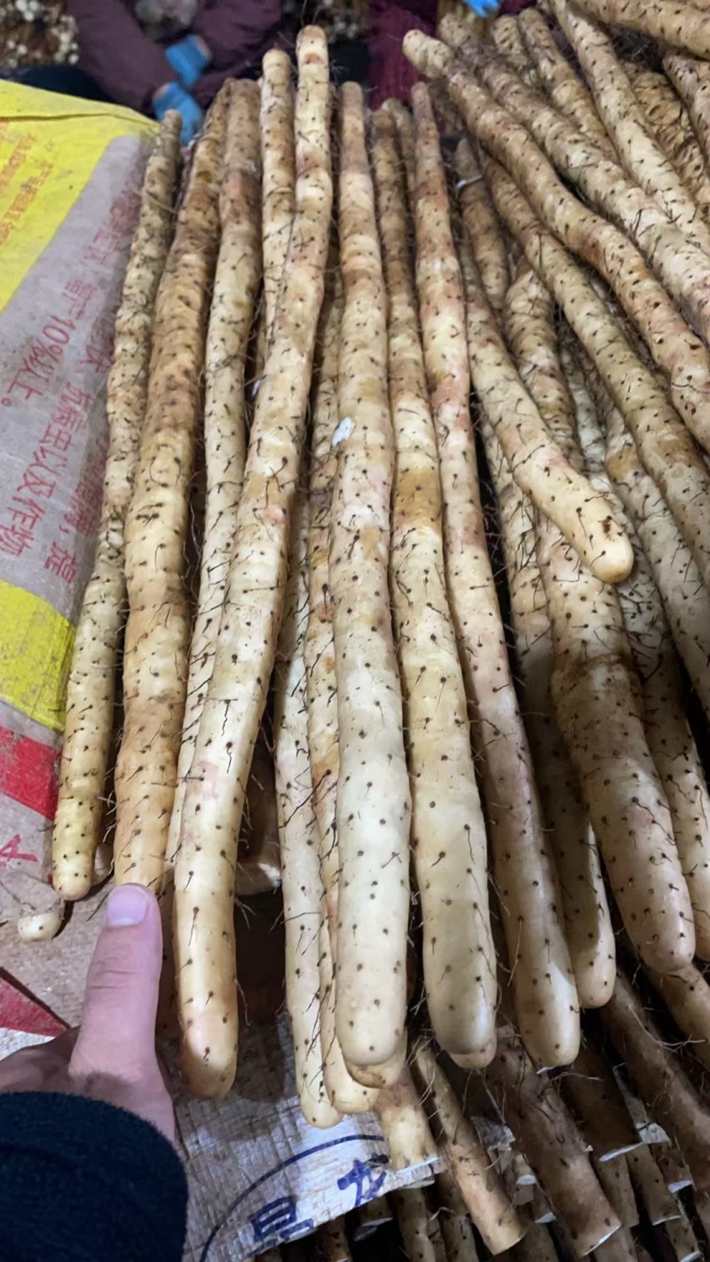 原产地种植小白嘴白山药铁棍山药现挖新鲜蔬菜铁杆山药批发