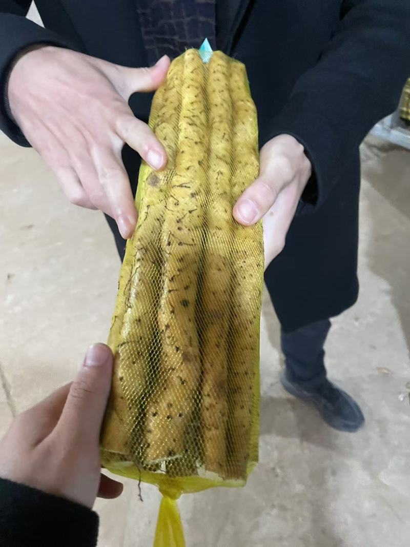 原产地种植小白嘴白山药铁棍山药现挖新鲜蔬菜铁杆山药批发