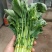 精品油菜苔大量上市品质保证量大从优一手货源欢迎联系