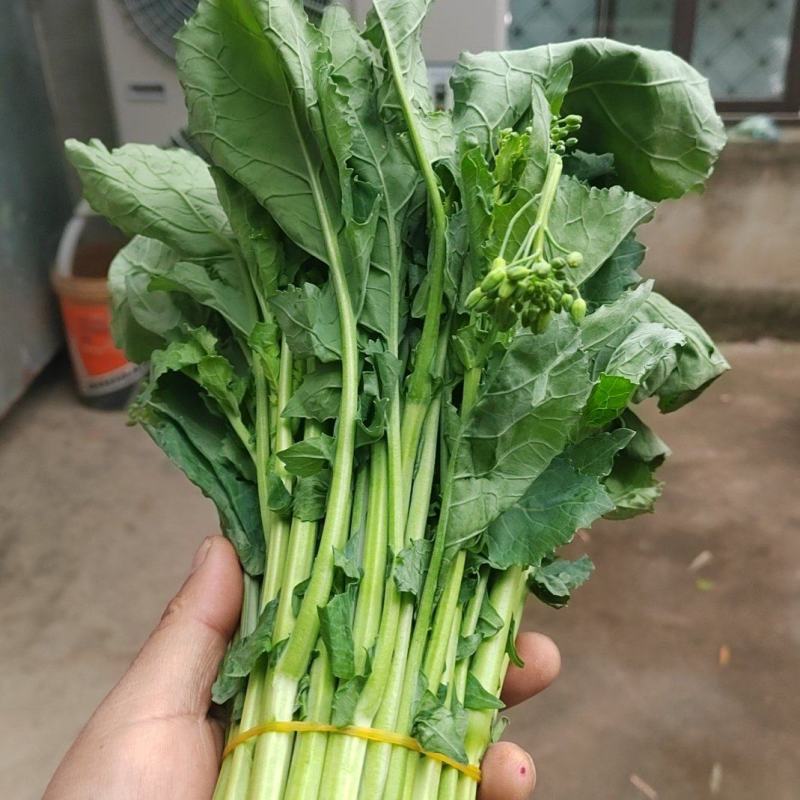 精品油菜苔大量上市品质保证量大从优一手货源欢迎联系