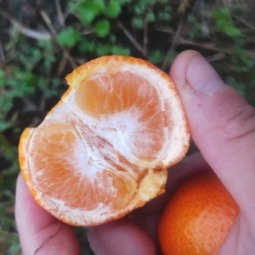 金秋沙糖橘