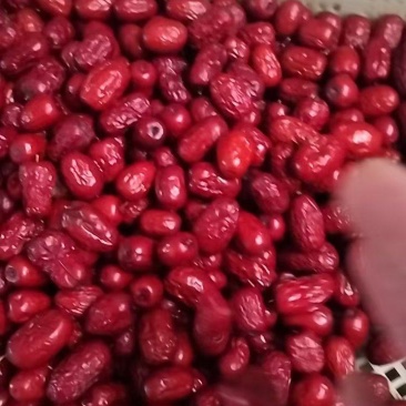 大量供应新疆灰枣，肉质饱满，干度好，欢迎各位老板前来咨询