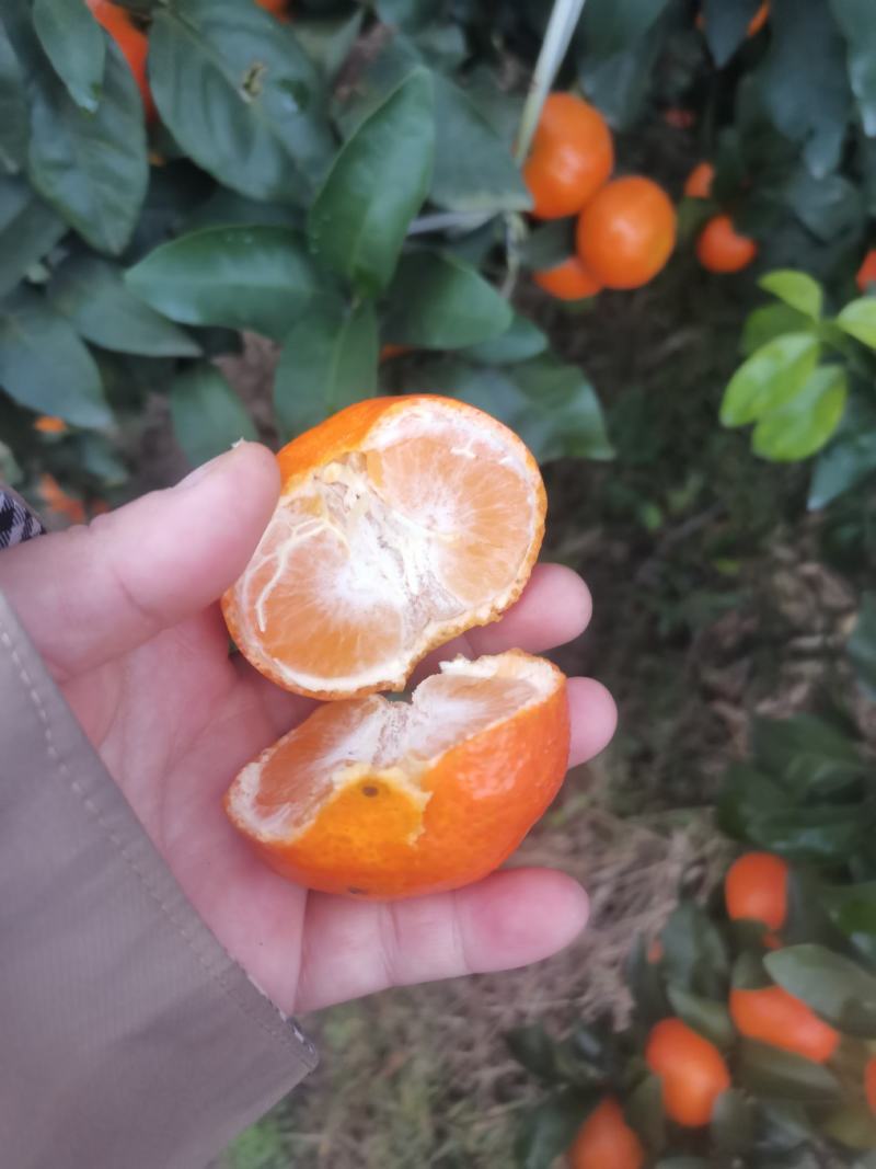 金秋沙糖橘