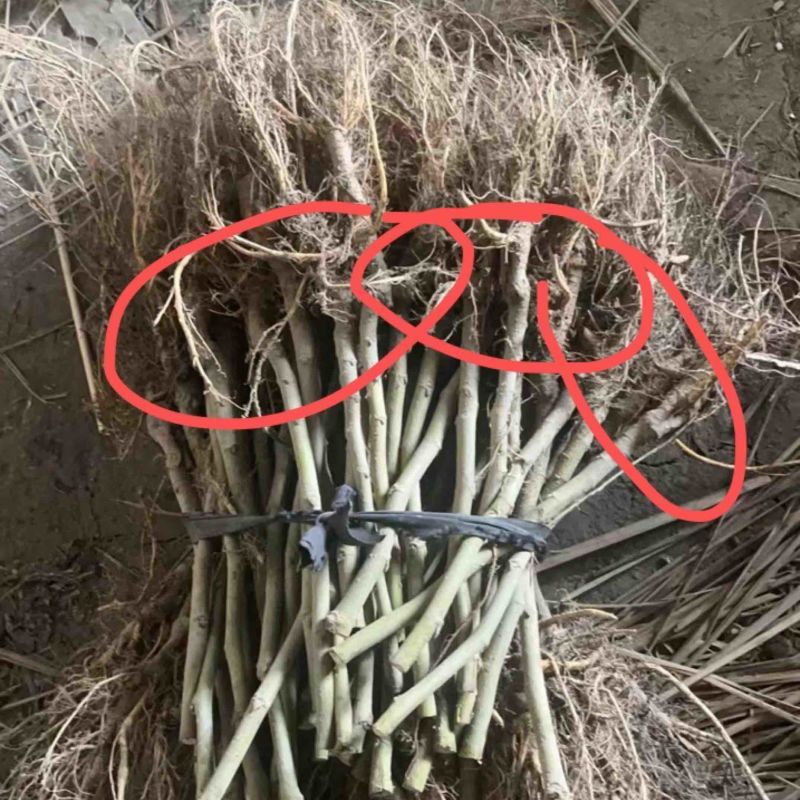 千亩桑园实生桑，蛋白桑，农桑14，强桑1号占地绿化桑