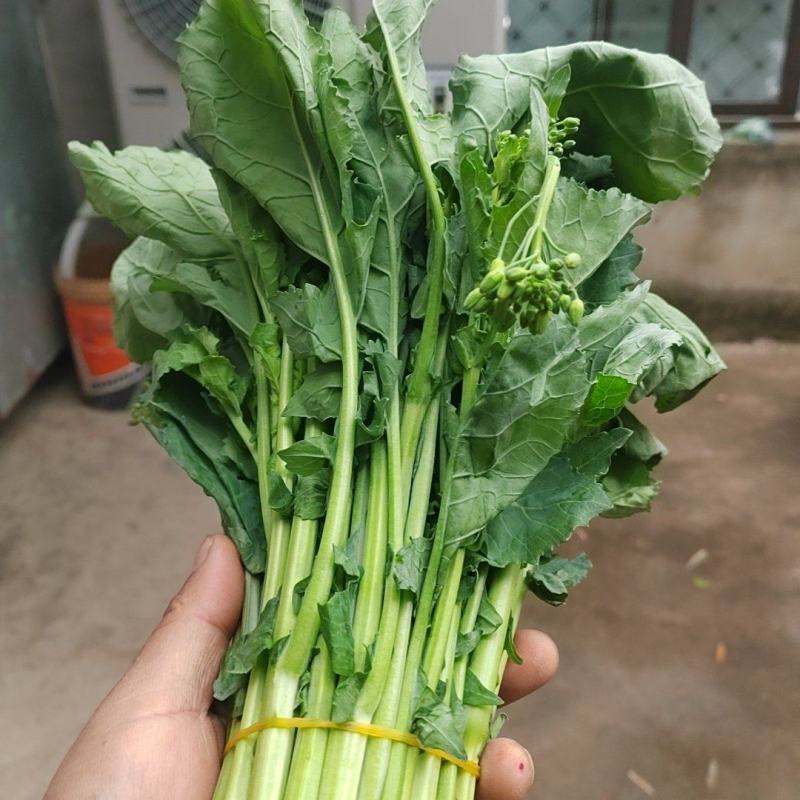 精品油菜苔产地直发品质保证量大从优一手货源欢迎联系