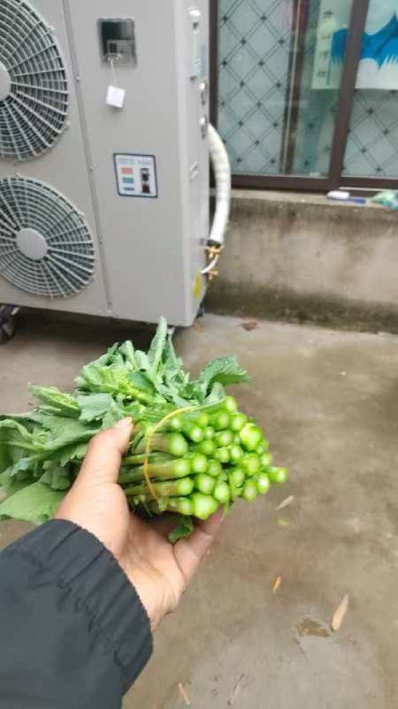 精品油菜苔产地直发品质保证量大从优一手货源欢迎联系