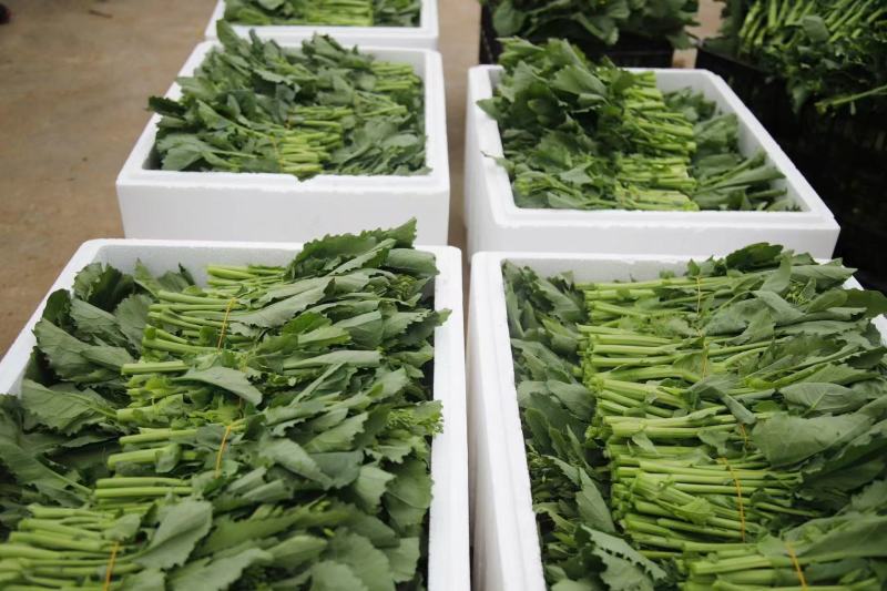 精品油菜苔产地直发品质保证量大从优一手货源欢迎联系
