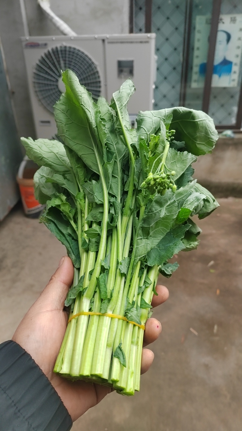 精品油菜苔产地直发品质保证量大从优一手货源欢迎联系