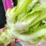 儿菜