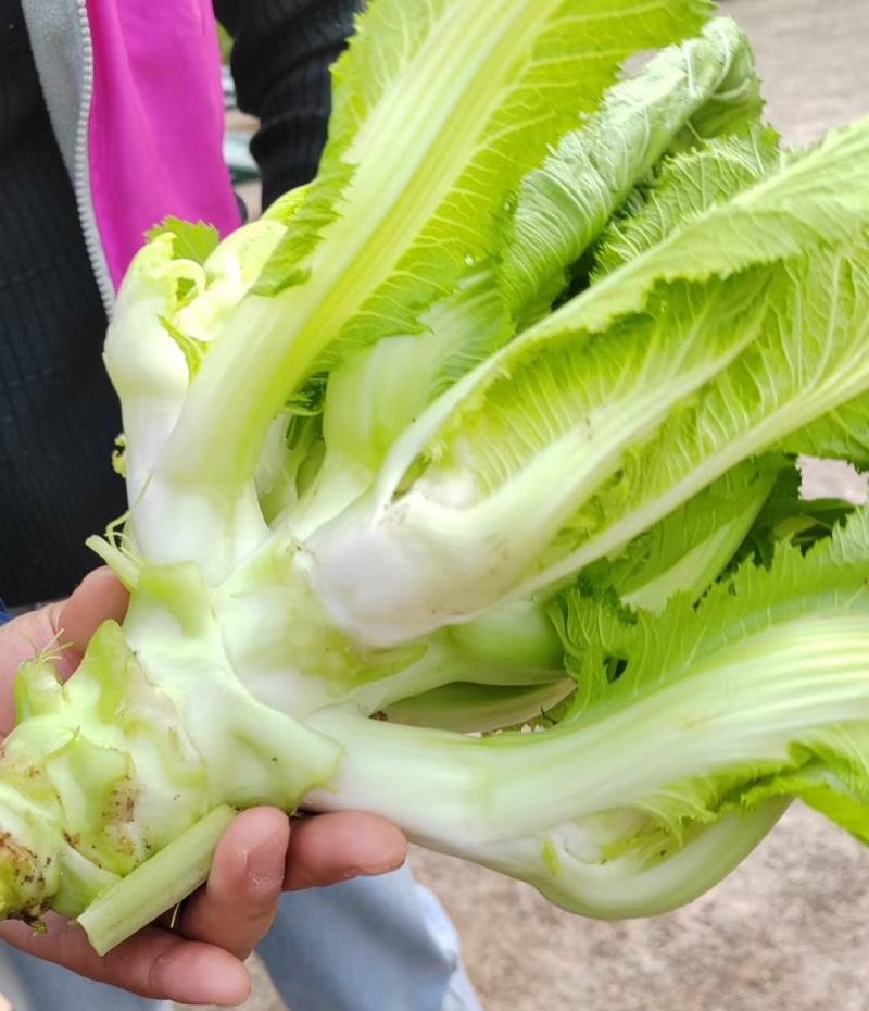 儿菜