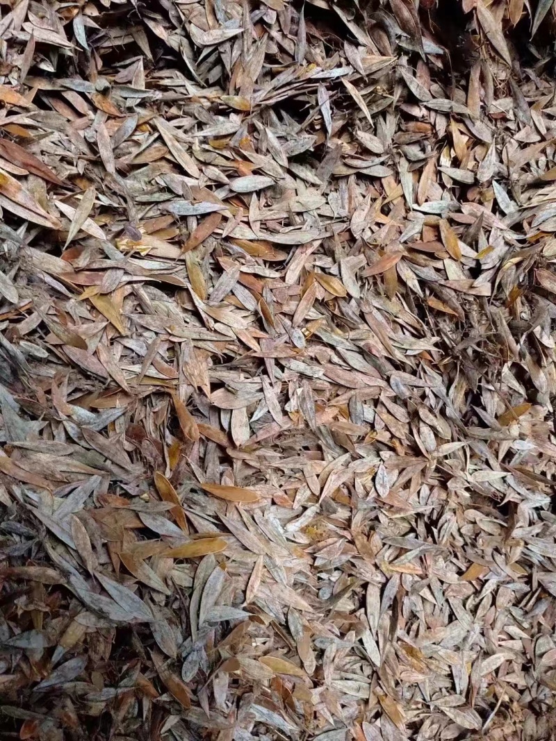 博落回果荚
