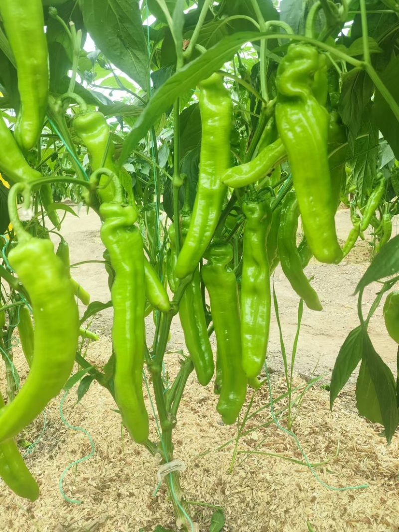 鼎优18黄皮牛角椒辣椒种子单果180克抗病高产