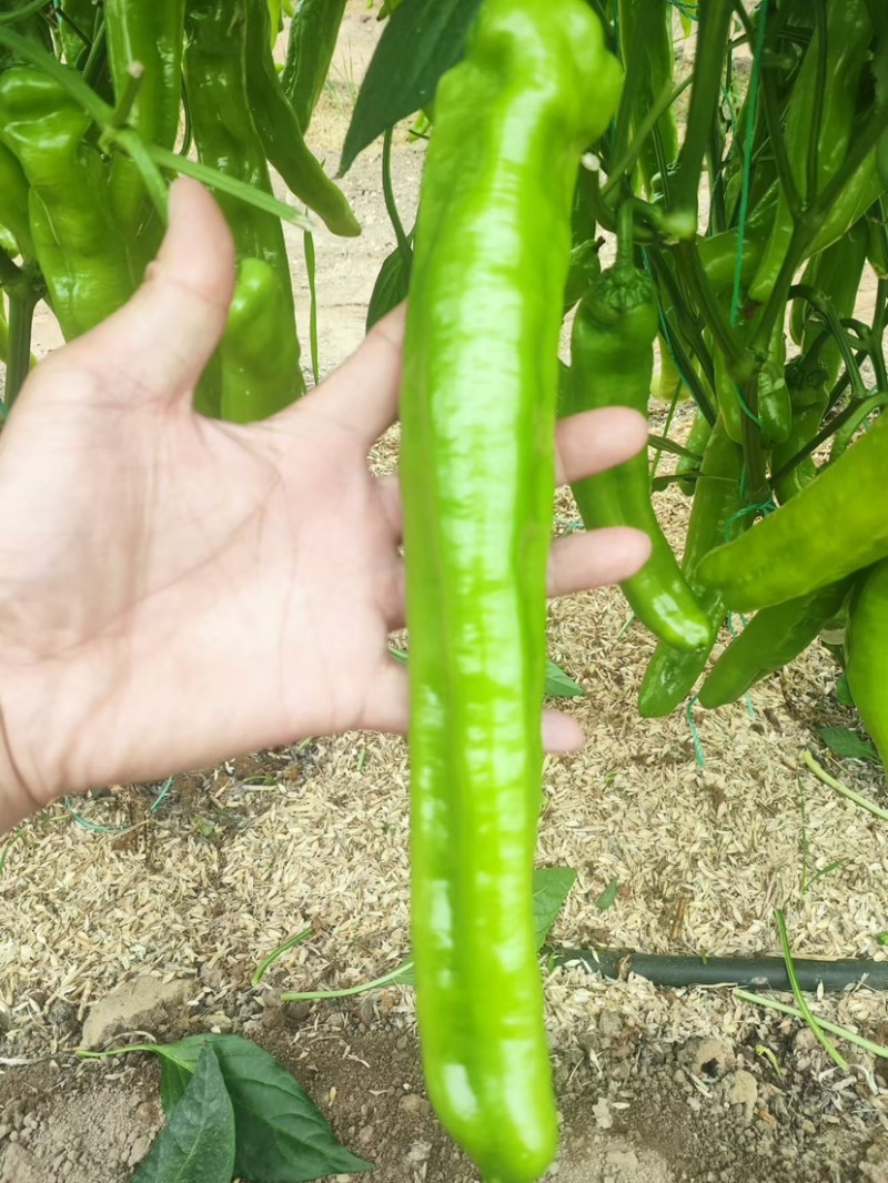鼎优18黄皮牛角椒辣椒种子单果180克抗病高产
