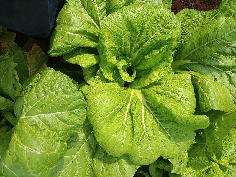 青菜，芥菜。宽叶，包心青菜，