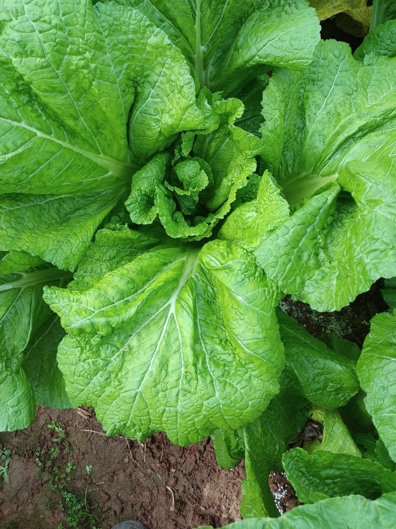 青菜，芥菜。宽叶，包心青菜，
