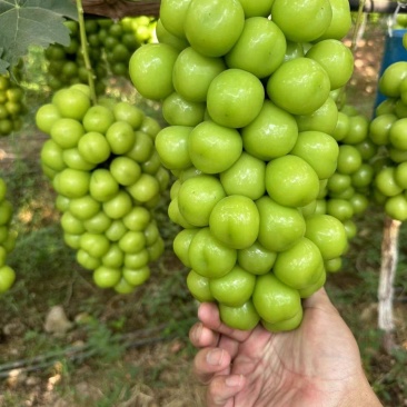涿鹿阳光玫瑰