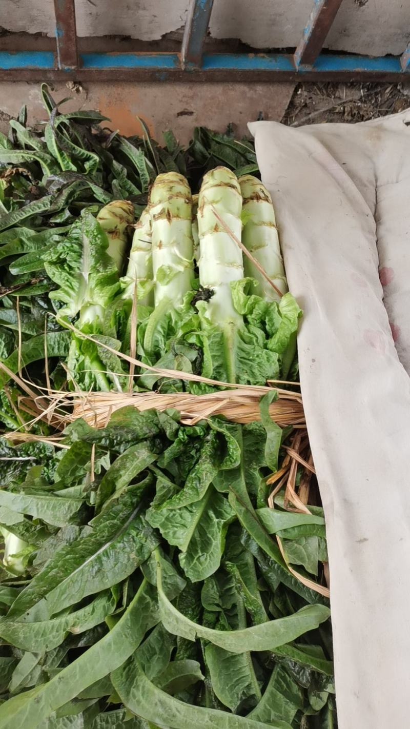 莴苣大量上市，基地代办！