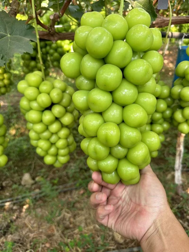 涿鹿阳光玫瑰