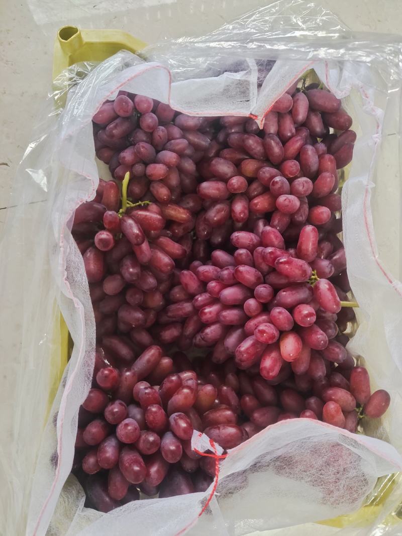 涿鹿阳光玫瑰
