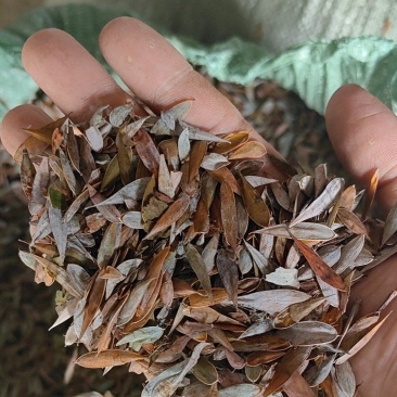 博落回果荚