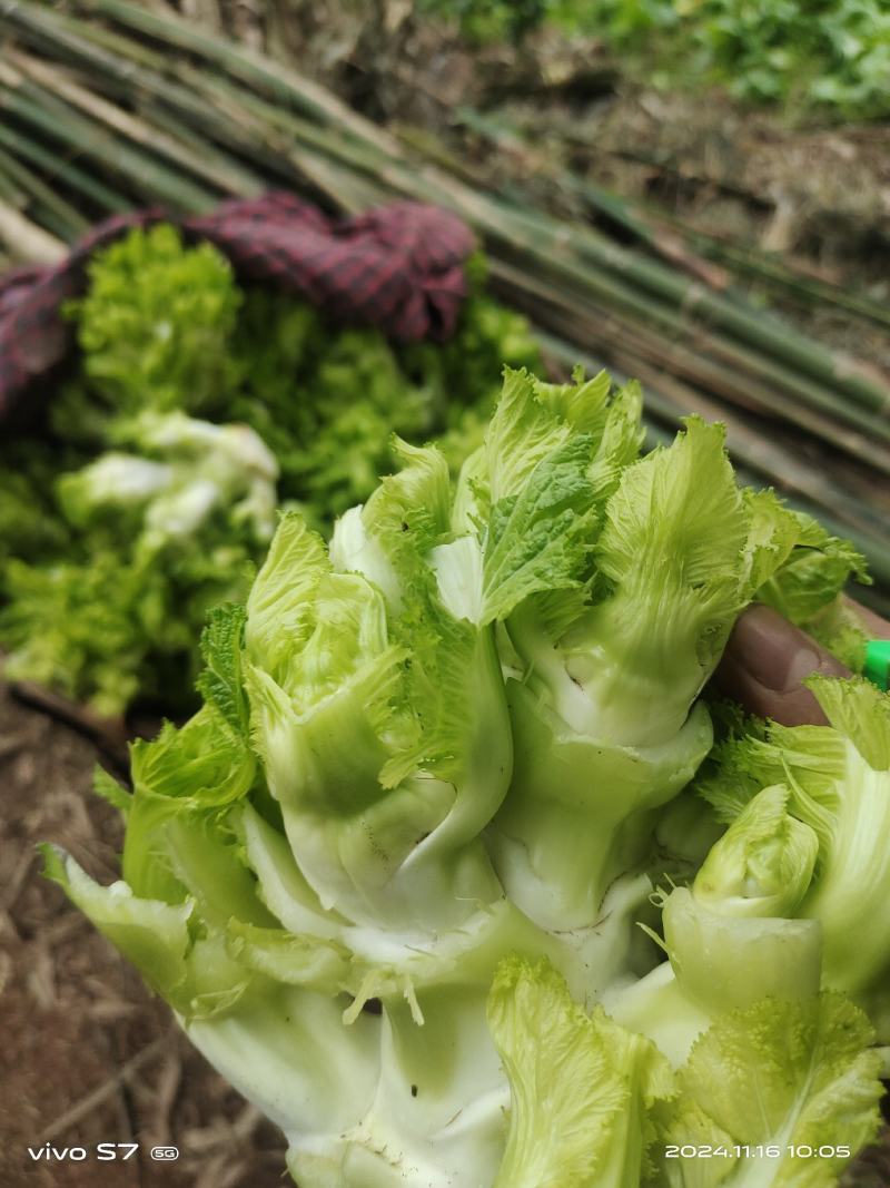 儿菜，抱儿菜基地直发量大从优品质保证