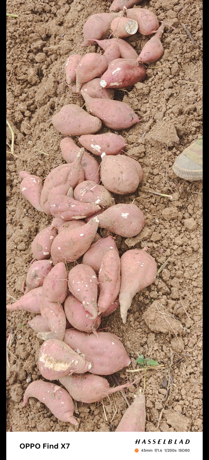 河南南阳万亩基地红薯，高淀粉