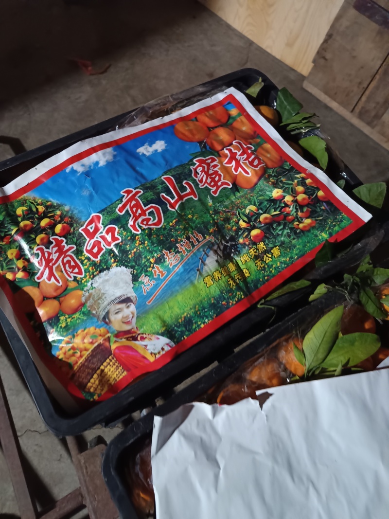 陕西城固高山蜜橘大量有货