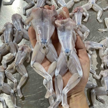 去皮去头去内脏牛蛙肉冰鲜牛蛙肉真空牛蛙肉牛蛙砍块牛蛙前腿