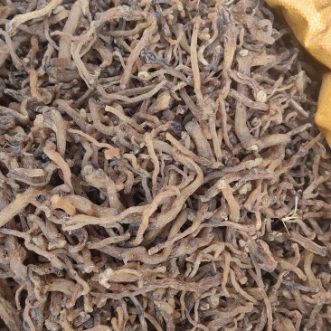 野生玉竹***玉竹味道清香爽口玉竹条质量保证