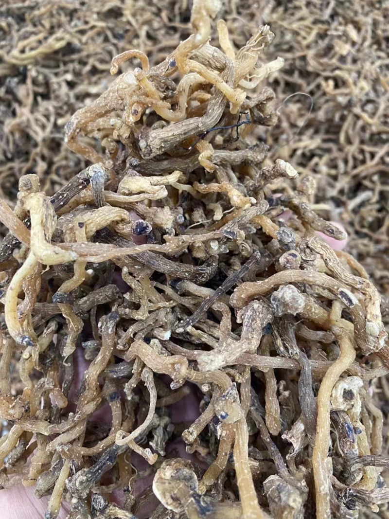 野生玉竹***玉竹味道清香爽口玉竹条质量保证