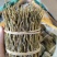铁皮石斛捆条，长捆条，中捆条，短捆条，条索饱满，全胶无渣