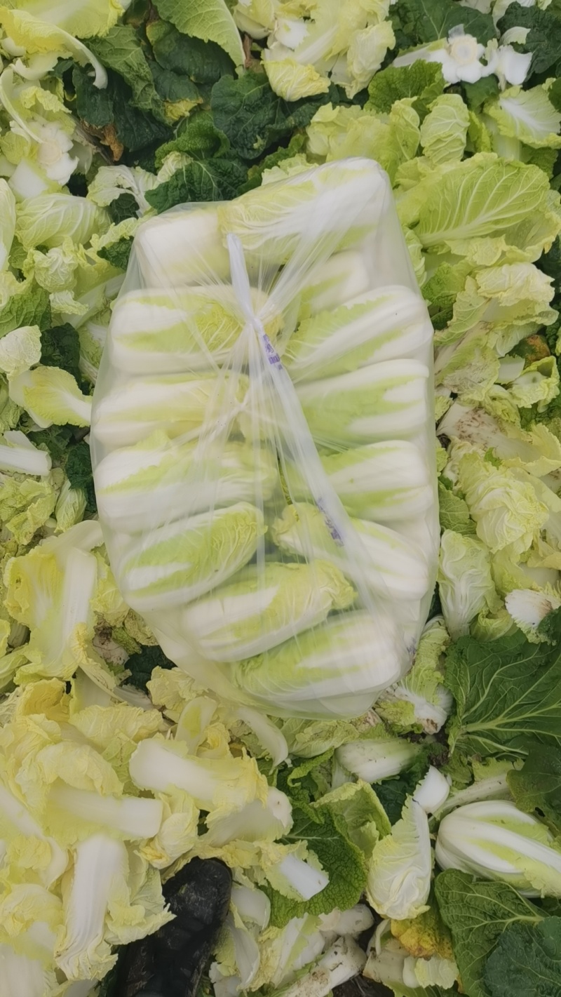 自产自销，大小娃娃菜上市中，价位美丽，品质优越……