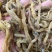 野生玉竹***玉竹味道清香爽口玉竹条质量保证