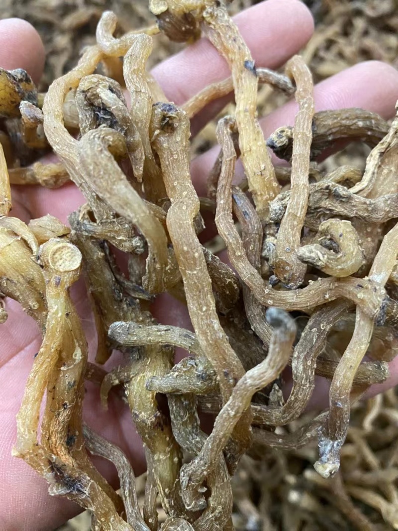 野生玉竹***玉竹味道清香爽口玉竹条质量保证
