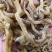 野生玉竹***玉竹味道清香爽口玉竹条质量保证
