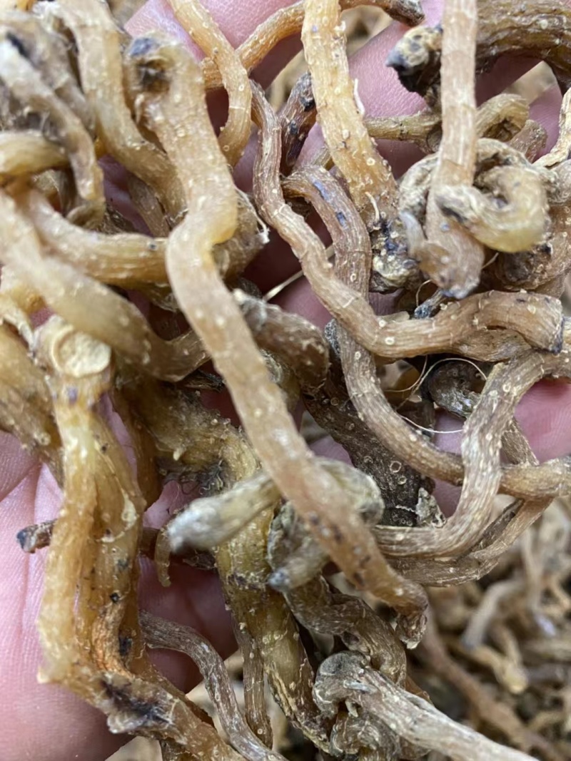 野生玉竹***玉竹味道清香爽口玉竹条质量保证