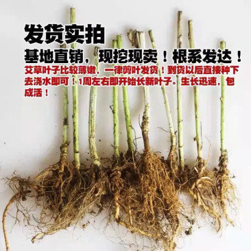 江苏宿迁艾苗基地正宗艾草苗洗脚泡澡驱蚊阳台小院都可栽