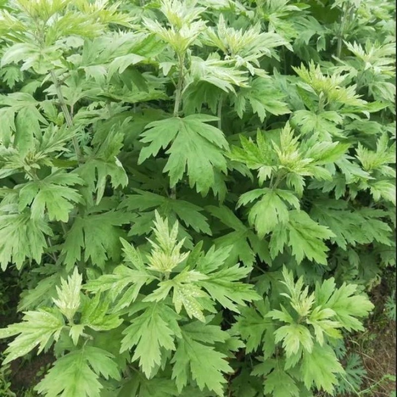 江苏宿迁艾苗基地正宗艾草苗洗脚泡澡驱蚊阳台小院都可栽