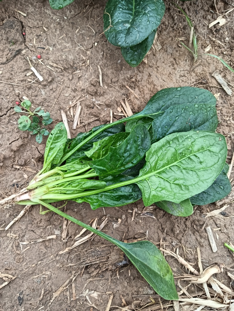 精品菠菜，无黄叶，无虫眼儿
