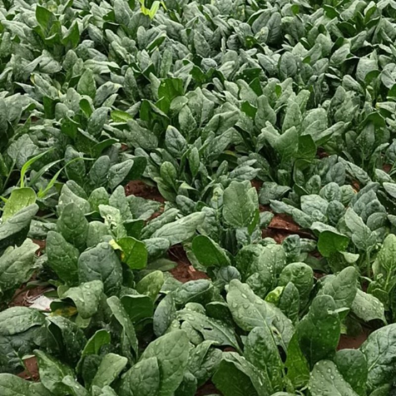 精品菠菜，无黄叶，无虫眼儿