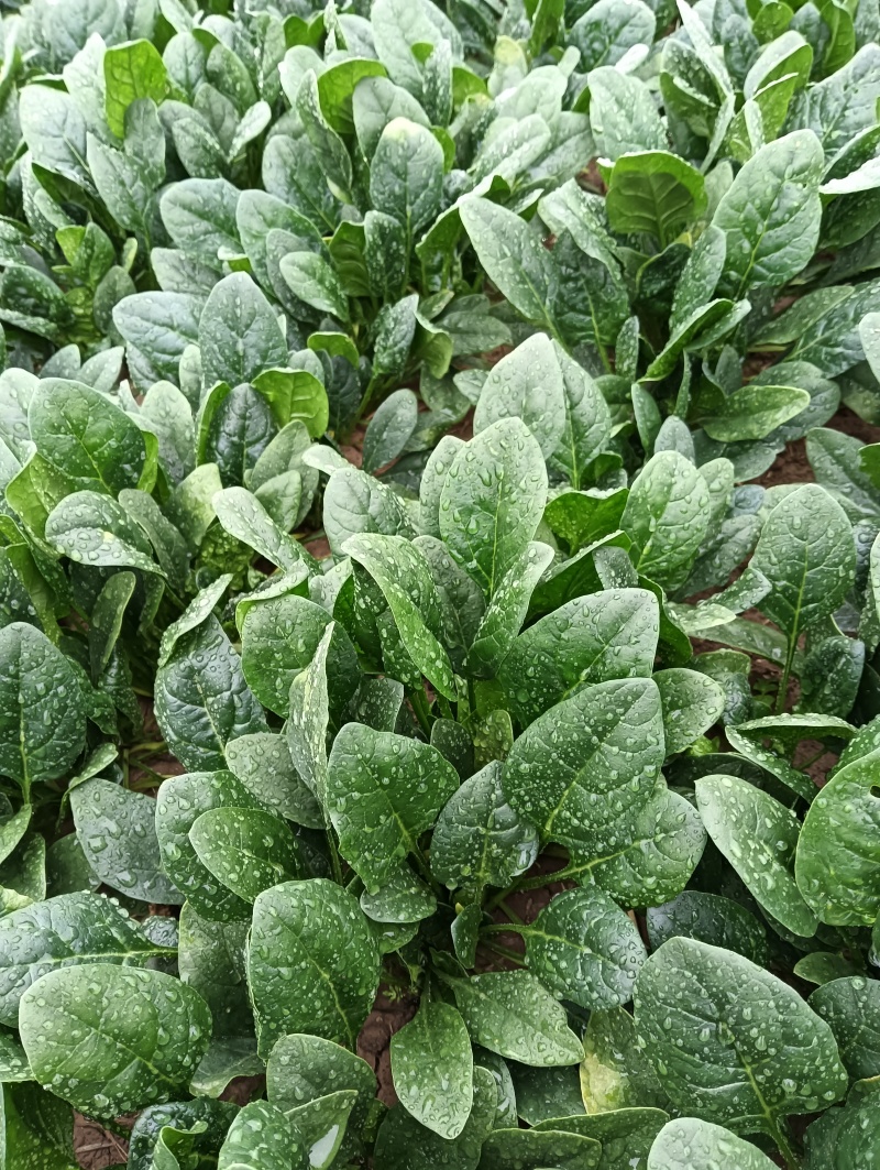 精品菠菜，无黄叶，无虫眼儿