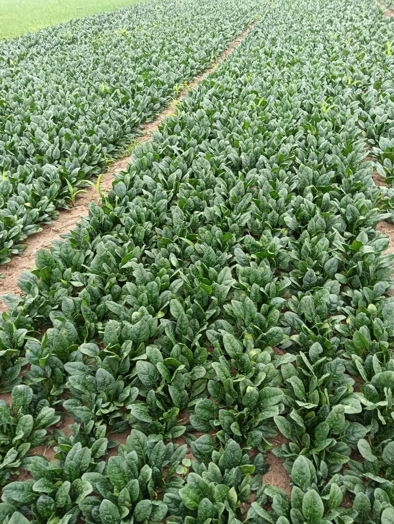 精品菠菜，无黄叶，无虫眼儿