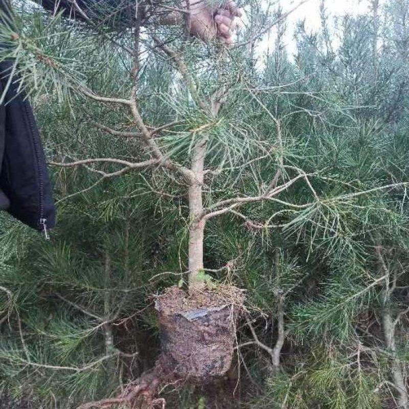 营养杯白皮松