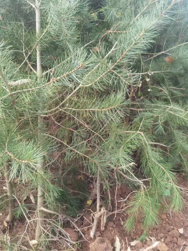 营养杯白皮松